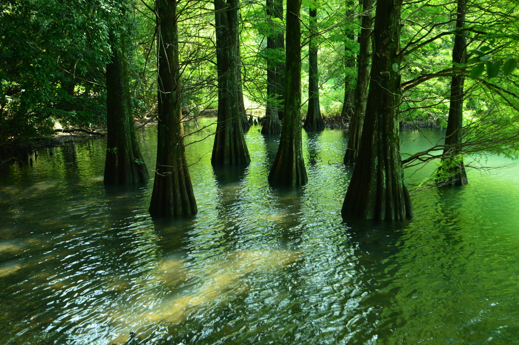 篠栗九大の森 水辺の森①