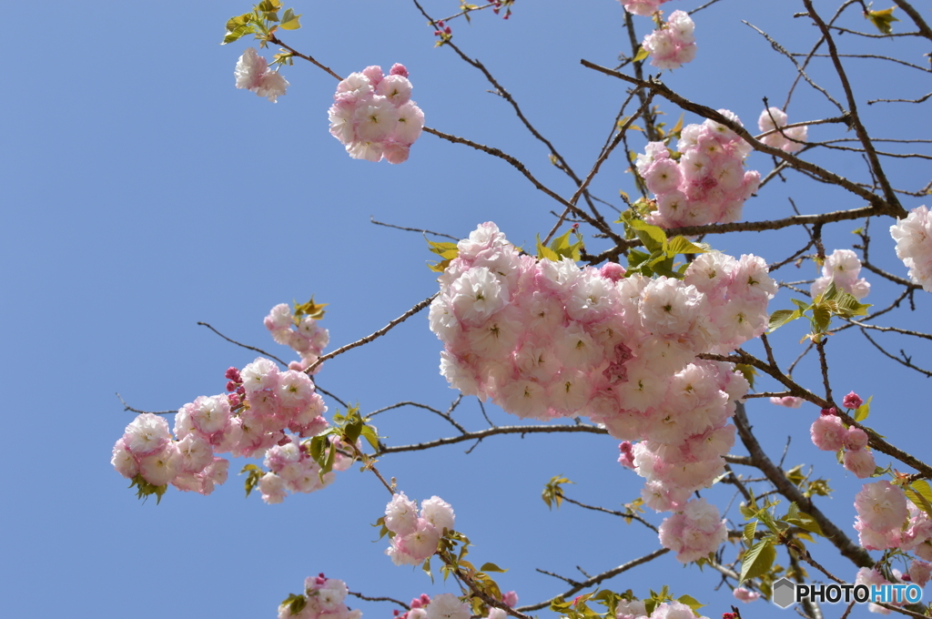 ぼたん桜