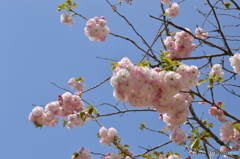 ぼたん桜