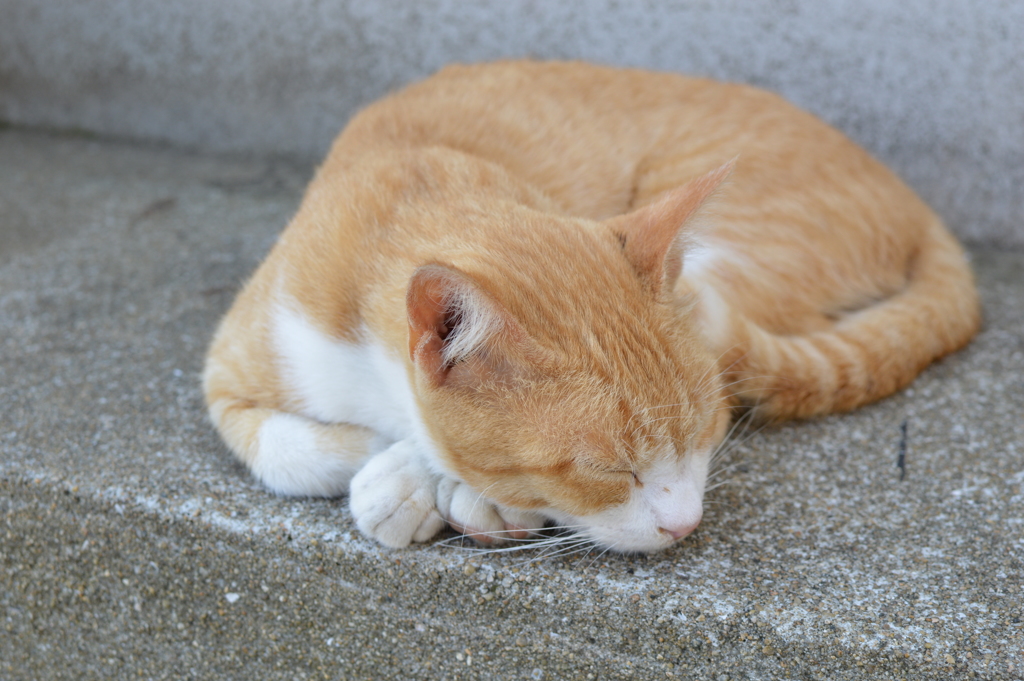 ねむねむ