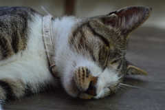 ぐったり猫　その２