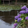 紫陽花