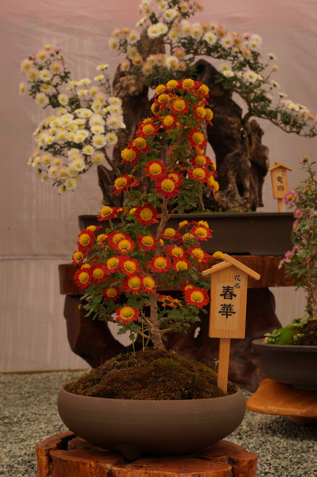 春華