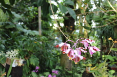 花2