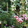 花2