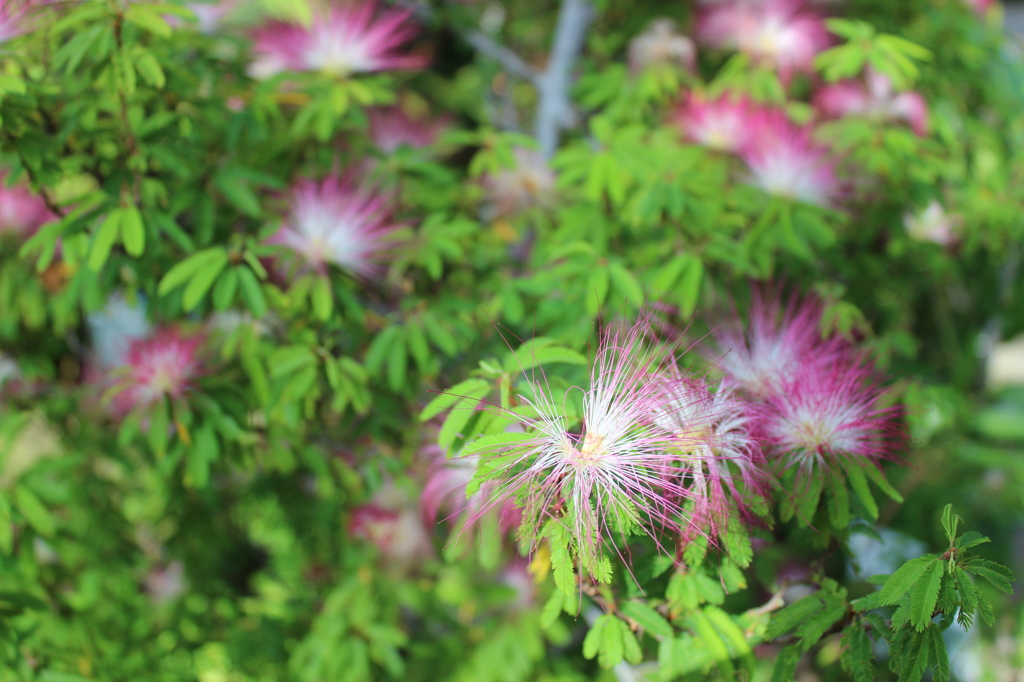 花3