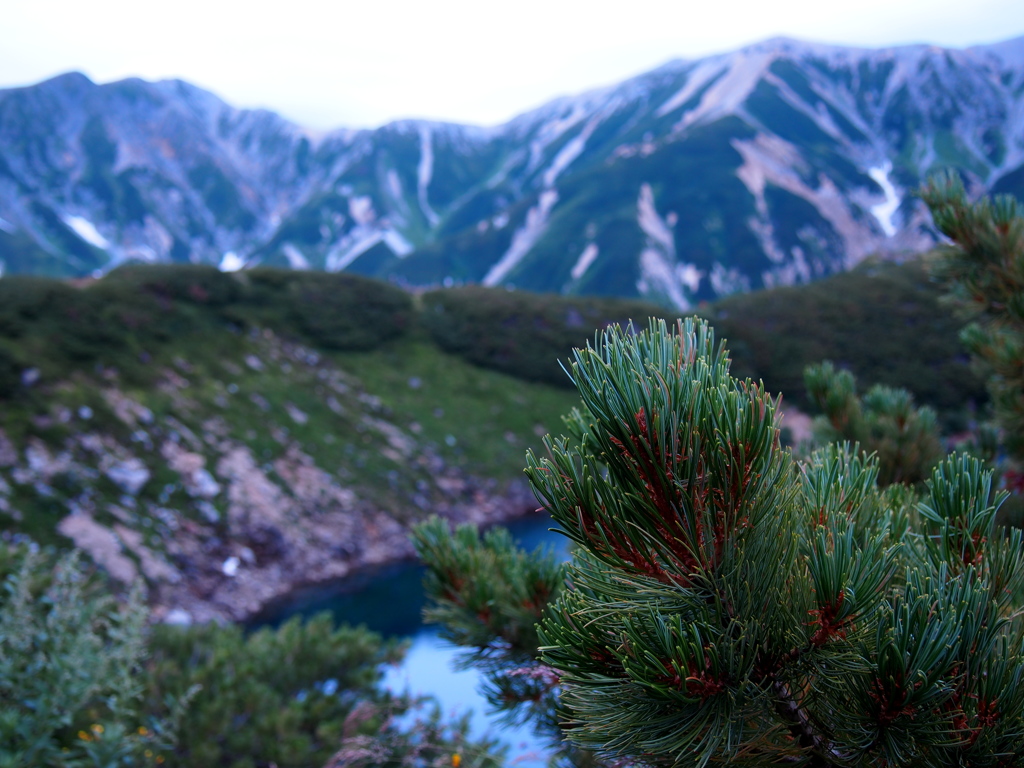 夏の立山連峰4