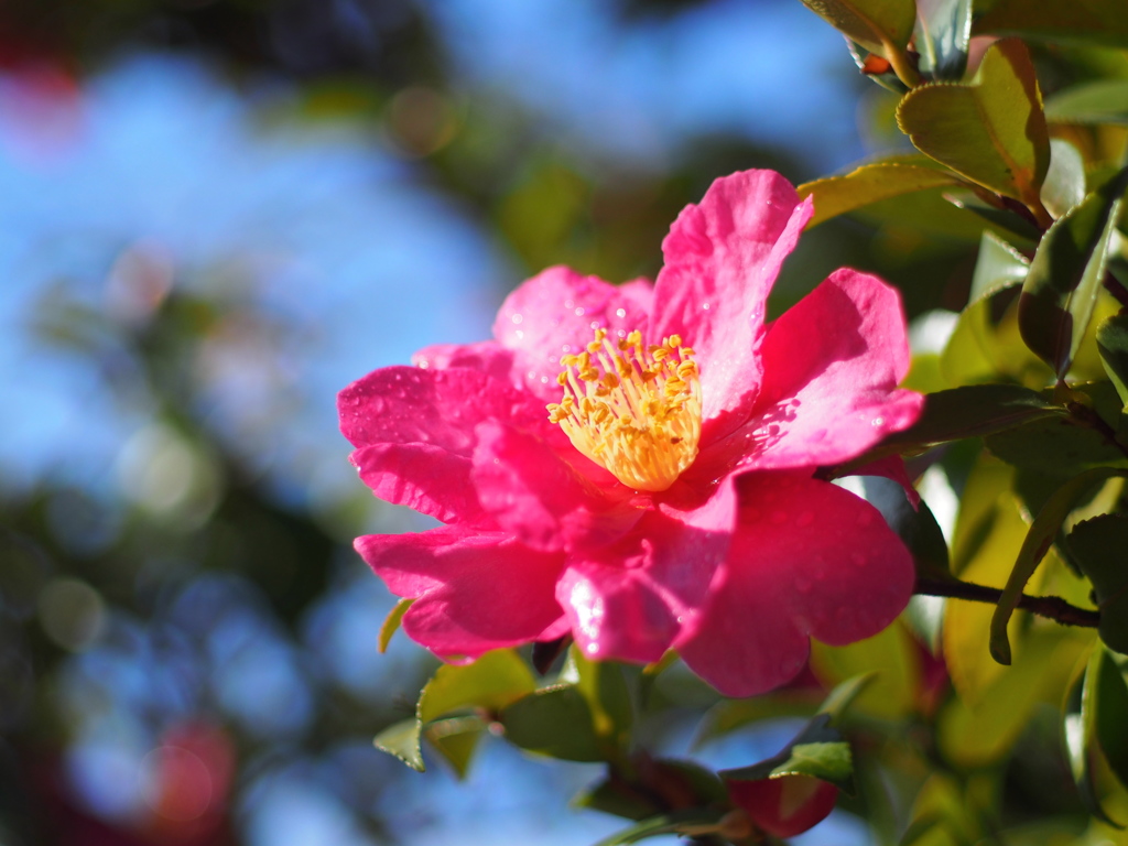 山茶花