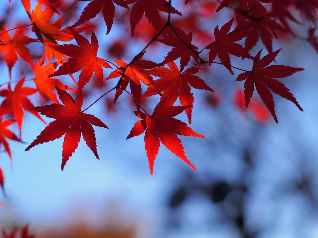 紅の饗宴