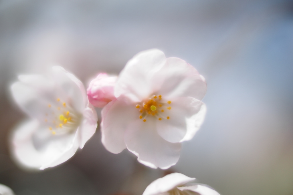 sakura3