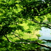 新緑の季節2