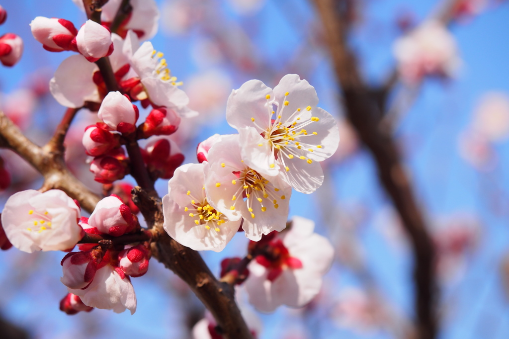 梅の花1