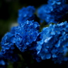紫陽花