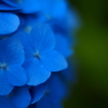 紫陽花2