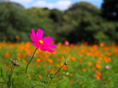 夏の終わりに