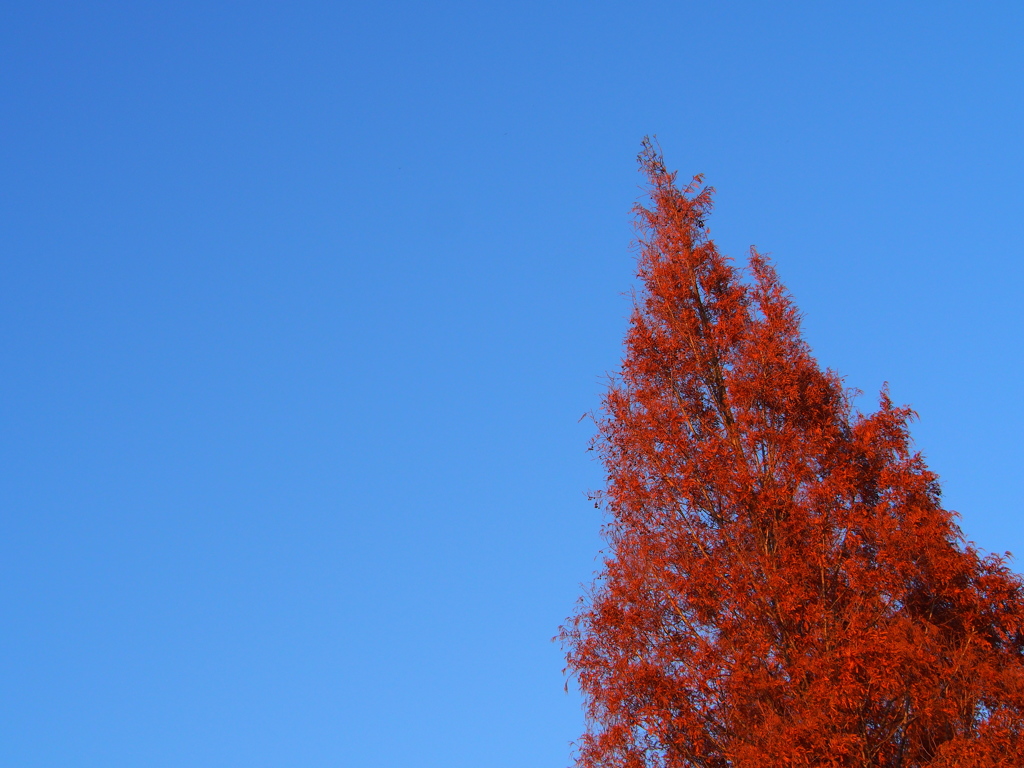晩秋の空