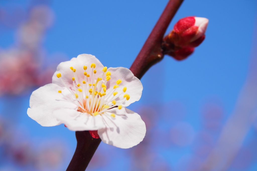 梅の花2