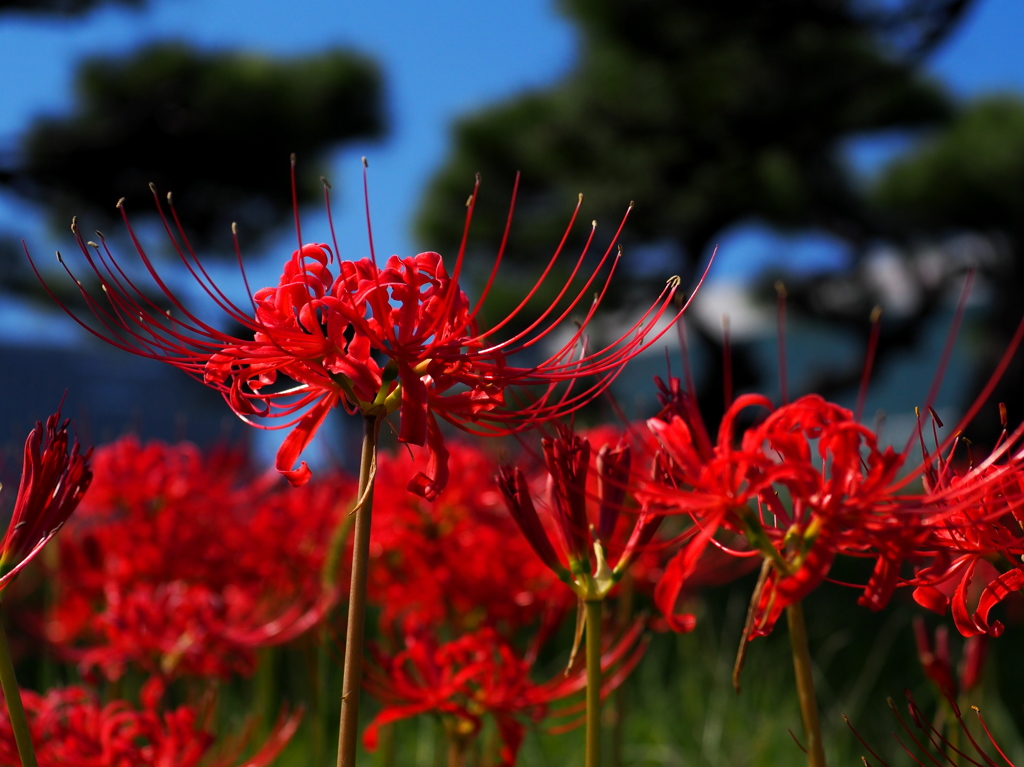 彼岸花