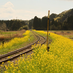 菜の花Railway