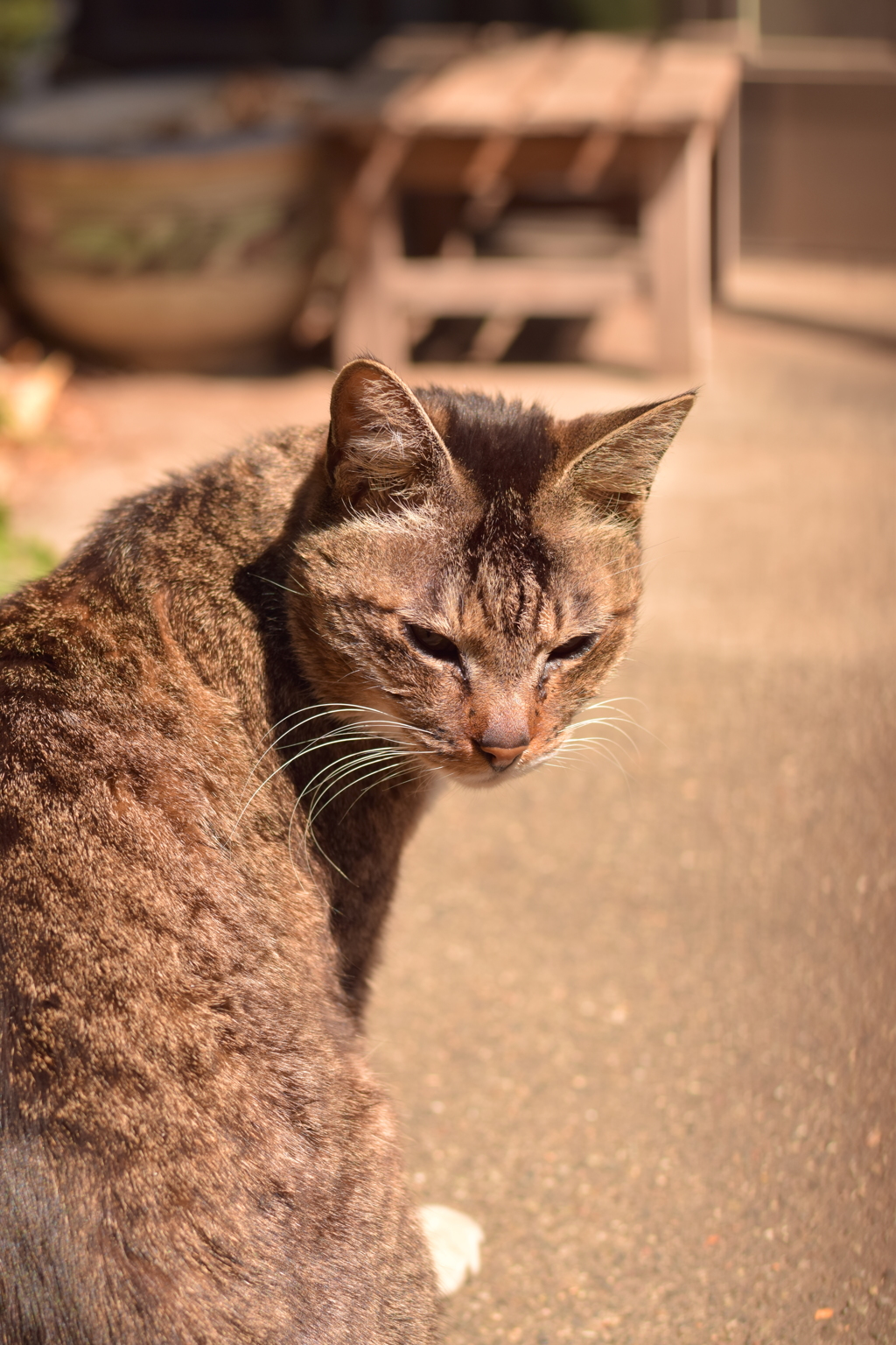 猫に出会えば