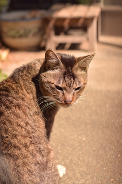 猫に出会えば