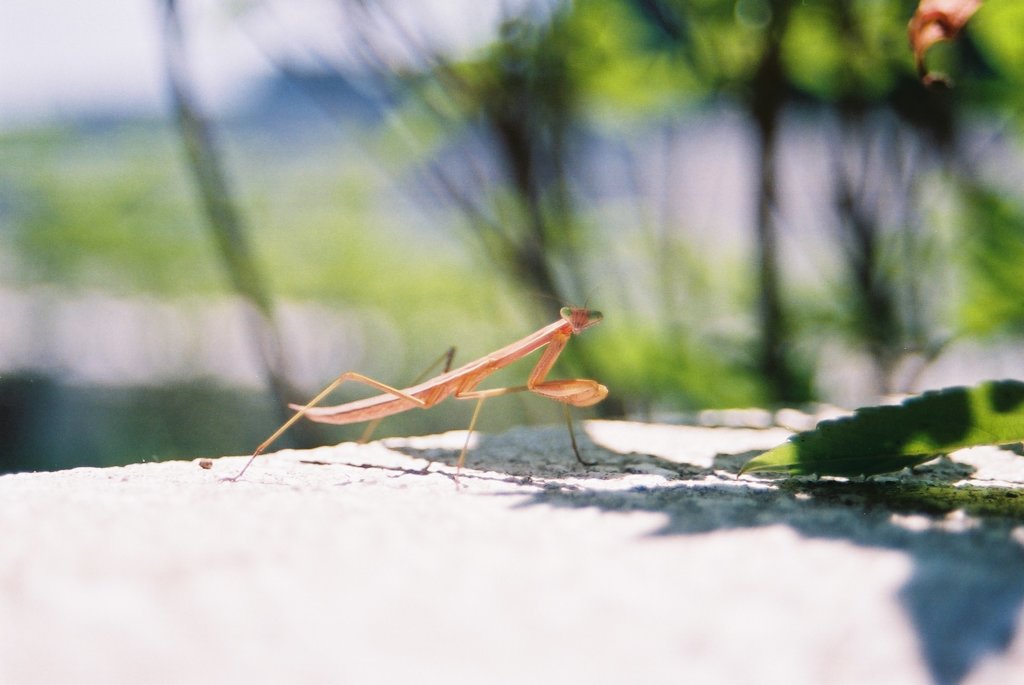 夏めいてきたなぁ