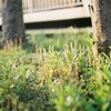 つくし　日常の一コマ