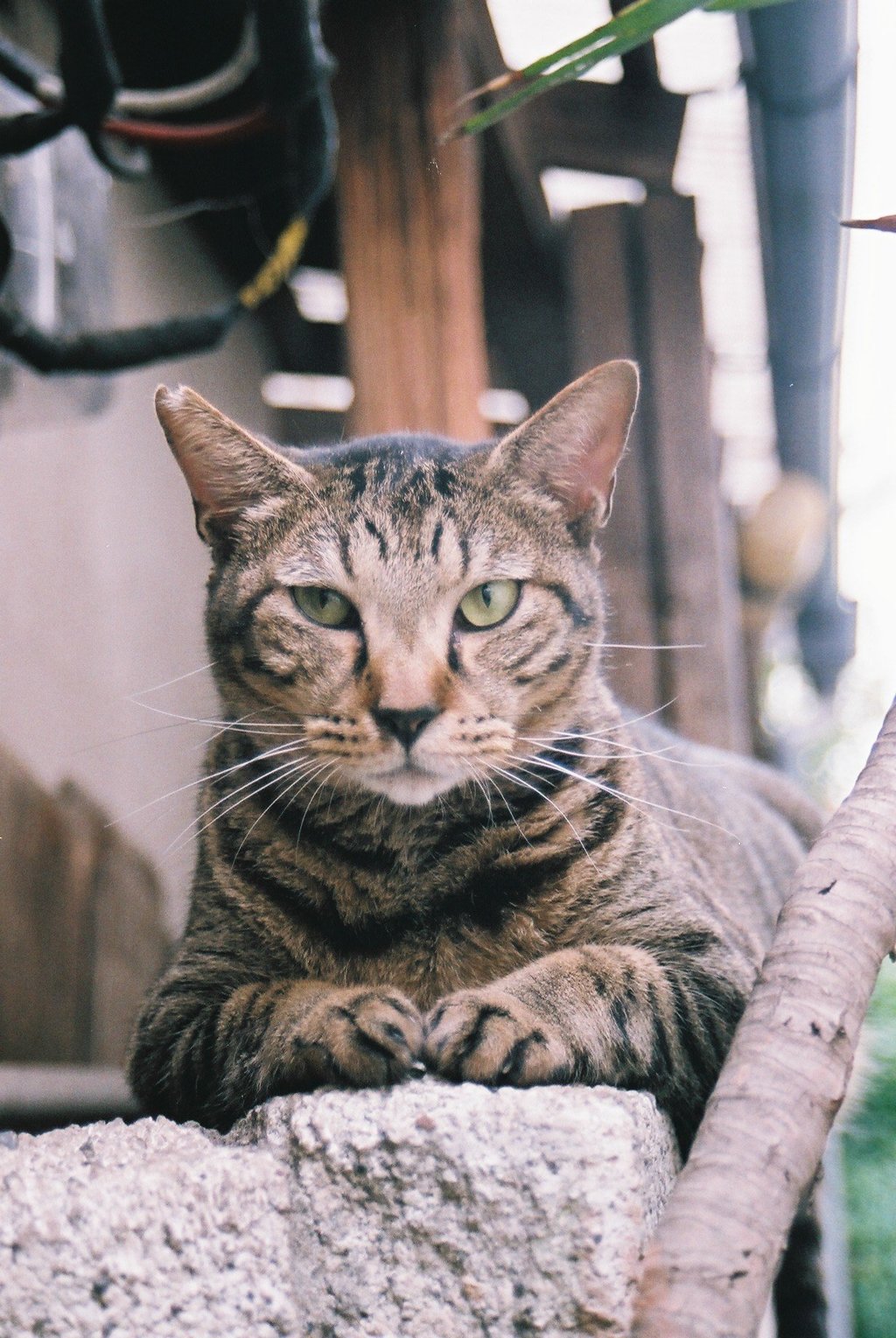 姿勢がいい猫