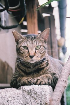 姿勢がいい猫