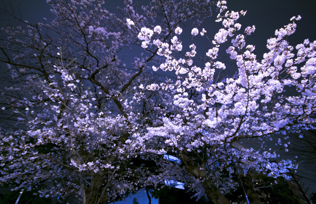 はじめての夜桜撮影