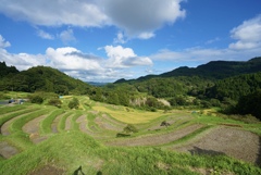 大山千枚田　東京から最も近い棚田