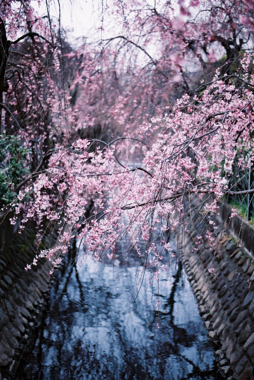 二ヶ領用水の桜