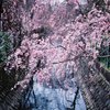 二ヶ領用水の桜