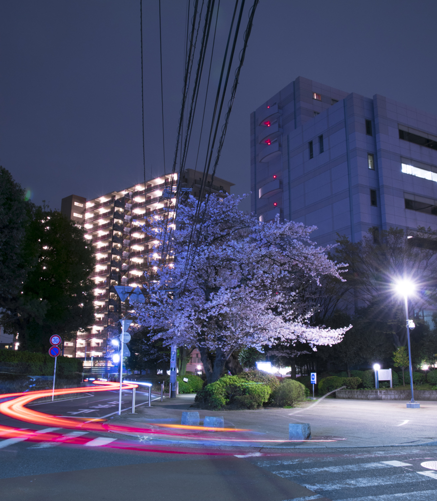 僕のまちの夜桜