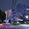 僕のまちの夜桜