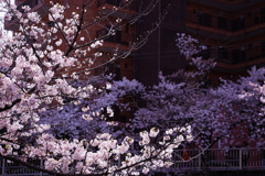 目黒川沿い浮かび上がる桜