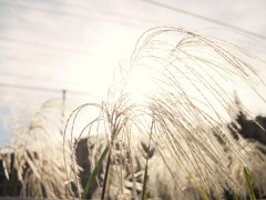 秋めく