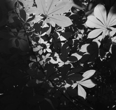 自然の幾何学模様