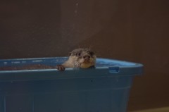 ハイ　チーズ
