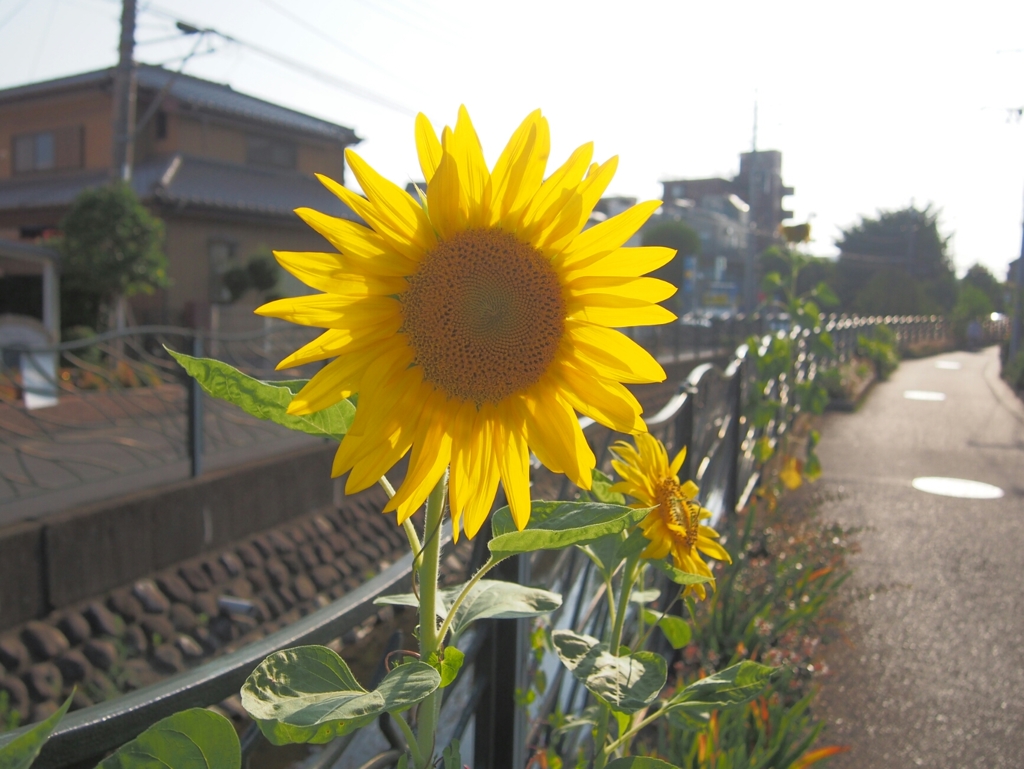 夏の匂い
