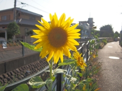 夏の匂い