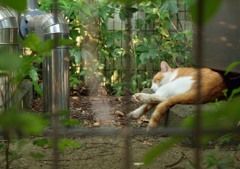 ねこの休日