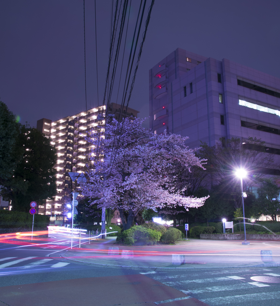 僕のまちの夜桜２