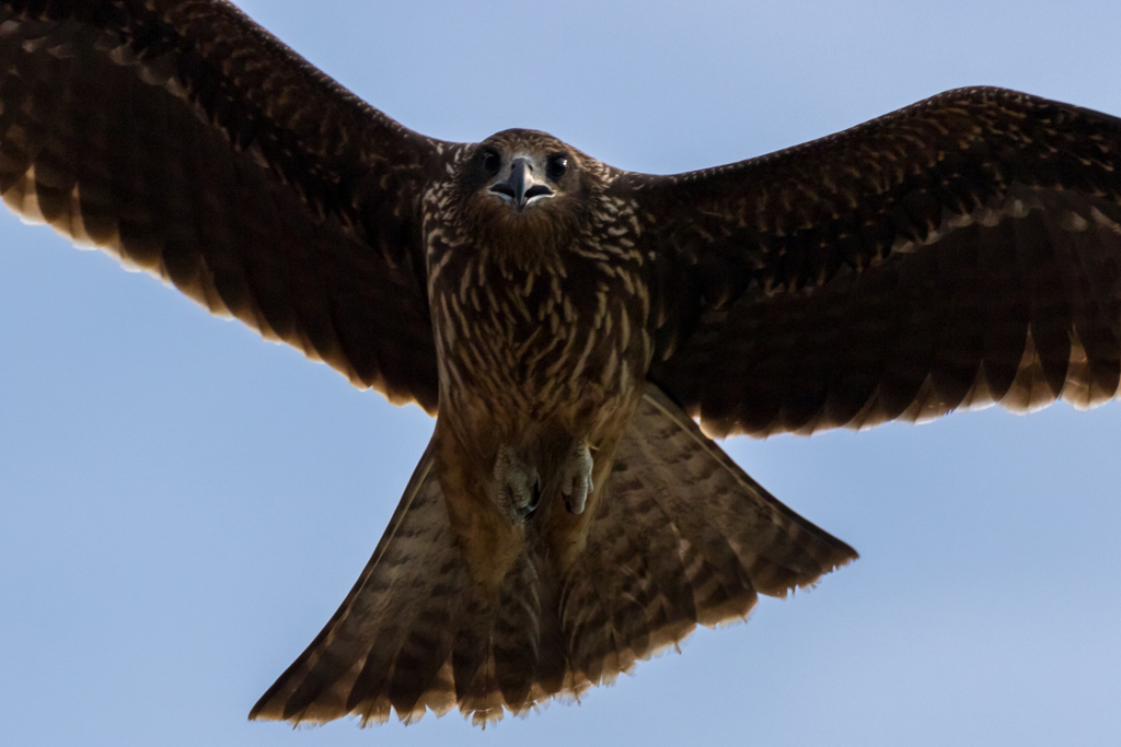 Black Kite