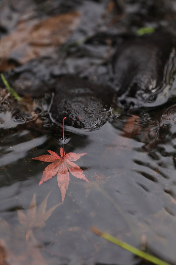 水面の秋