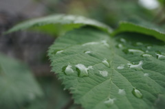 雨天の葉