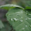 雨天の葉