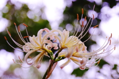 常泉寺の白曼珠沙華