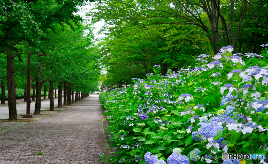 紫陽花便り5