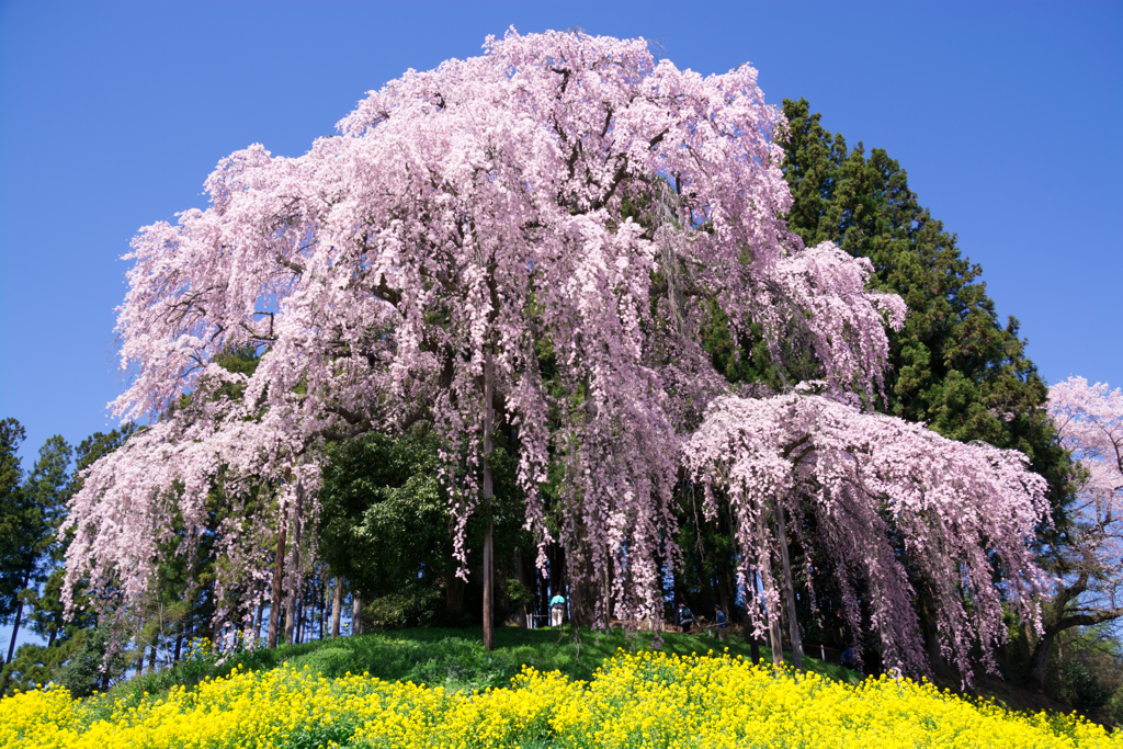 しだれ桜